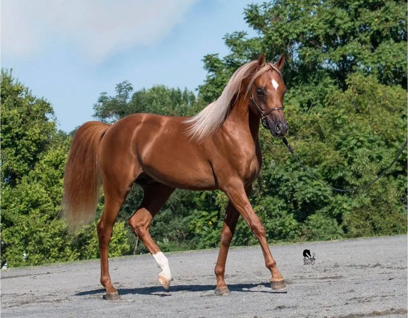 Arabian Horse