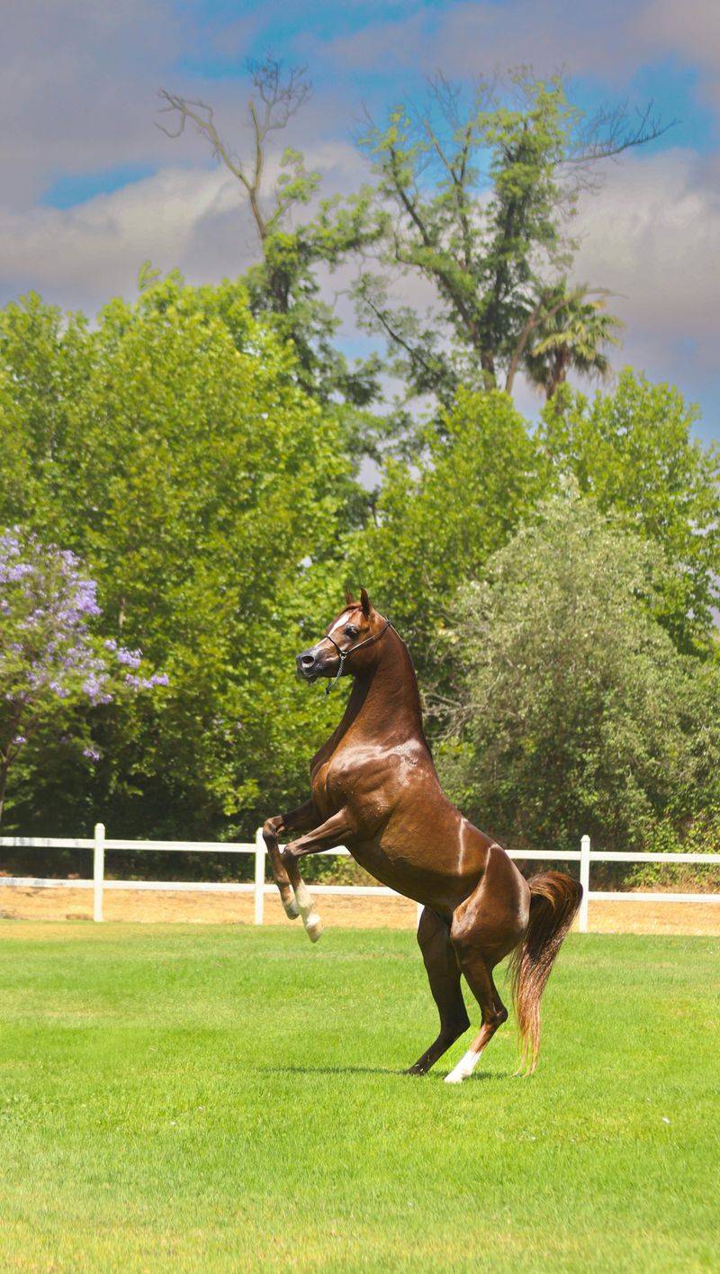 Arabian Horse