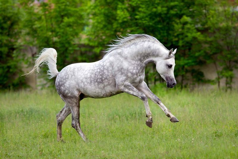 Arabian Horse