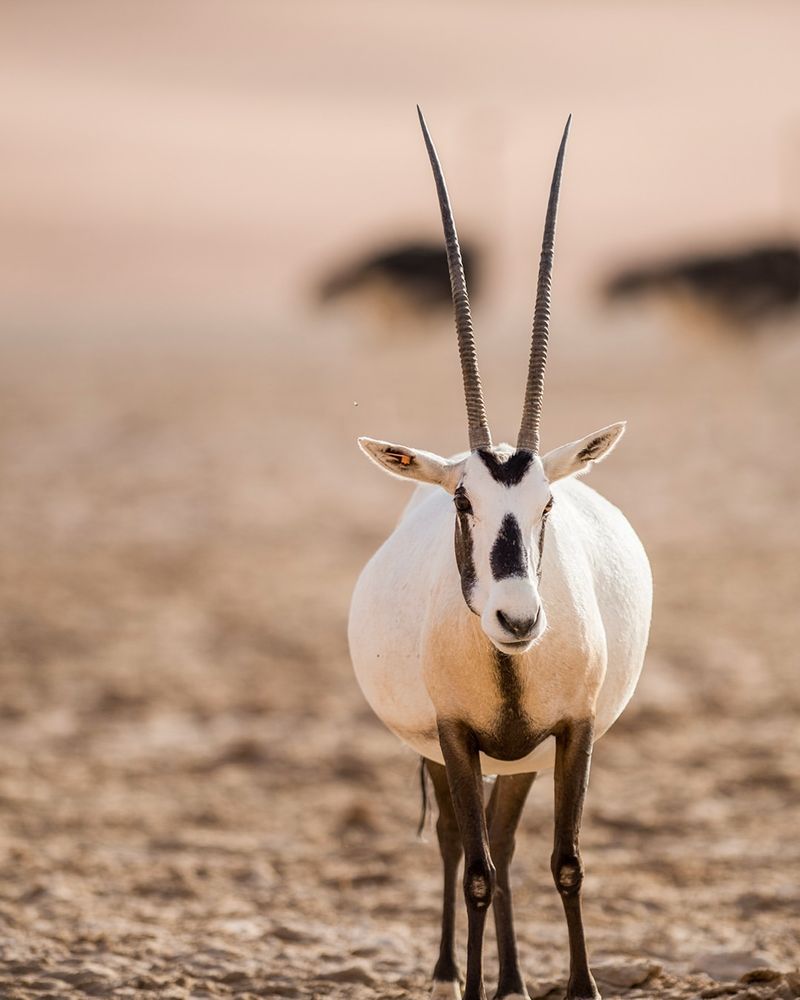 Arabian Oryx