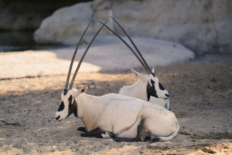 Arabian Oryx