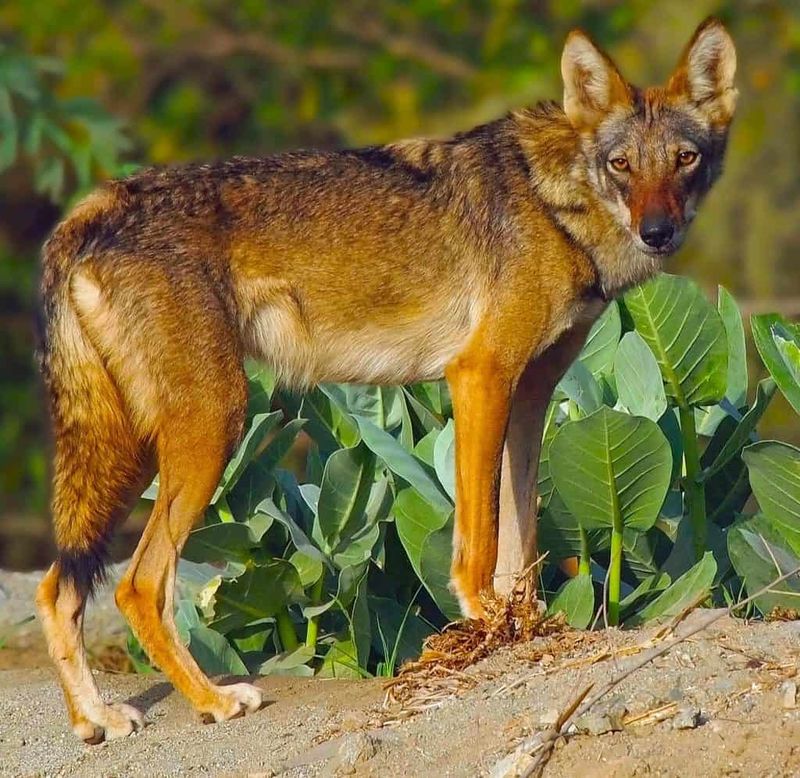 Arabian Wolf