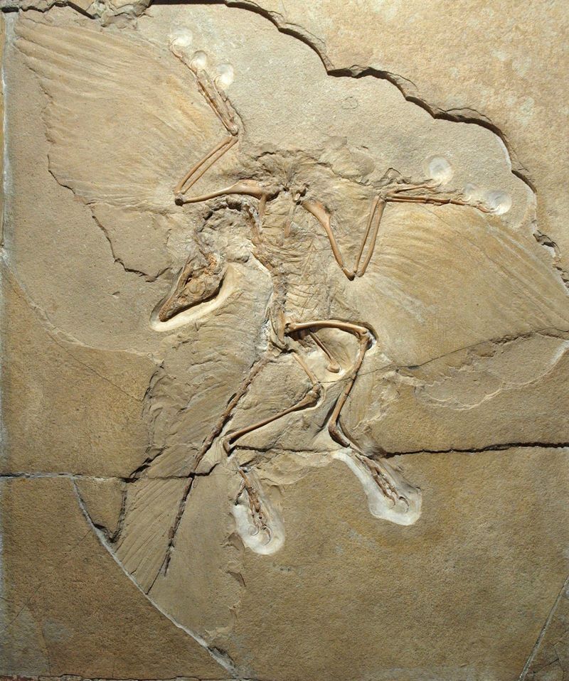 Archaeopteryx Lithographica