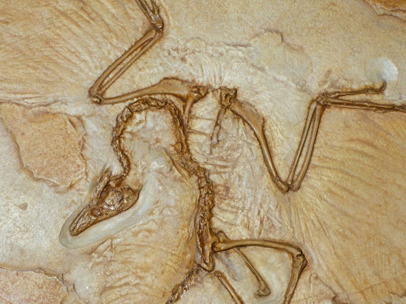 Archaeopteryx