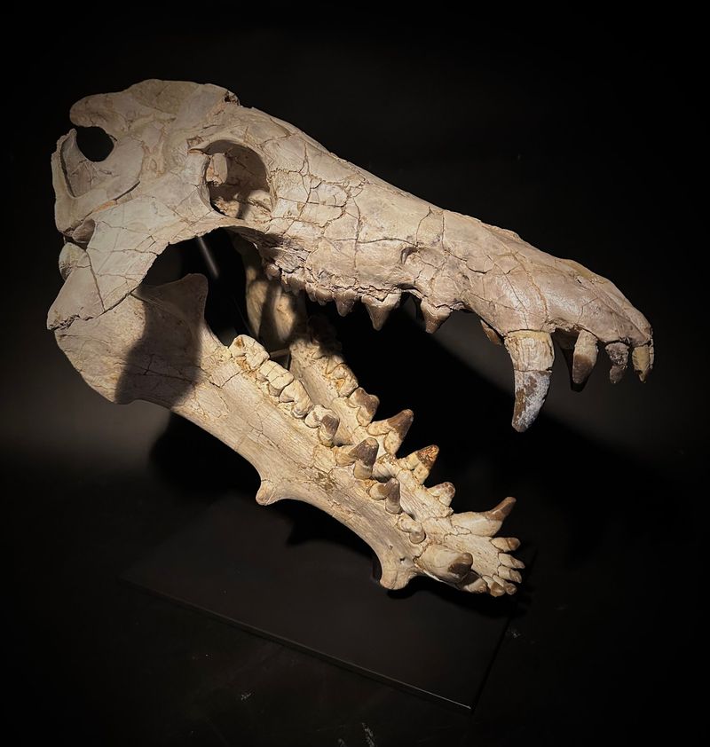 Archaeotherium Skull