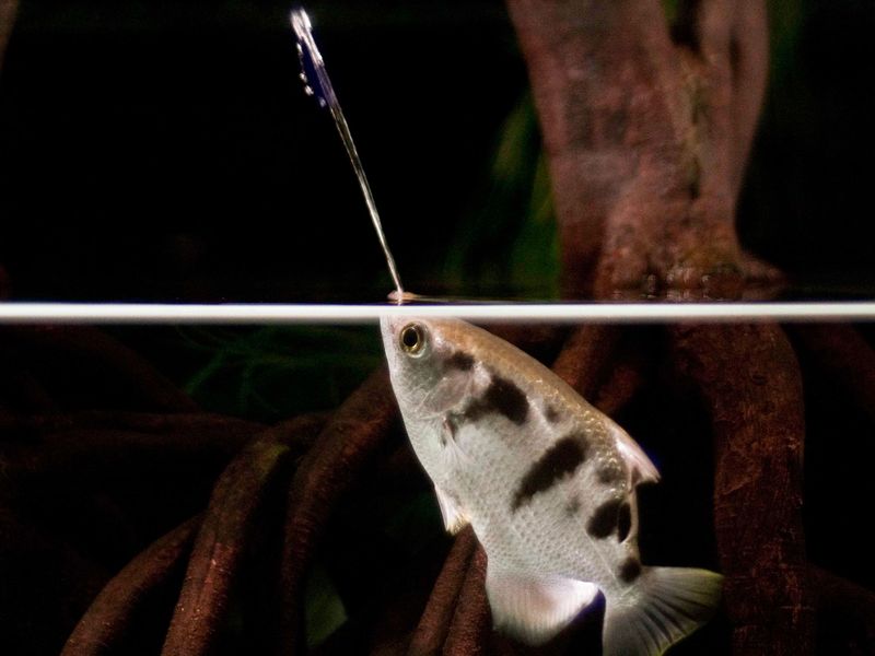 Archerfish's Shooting Precision