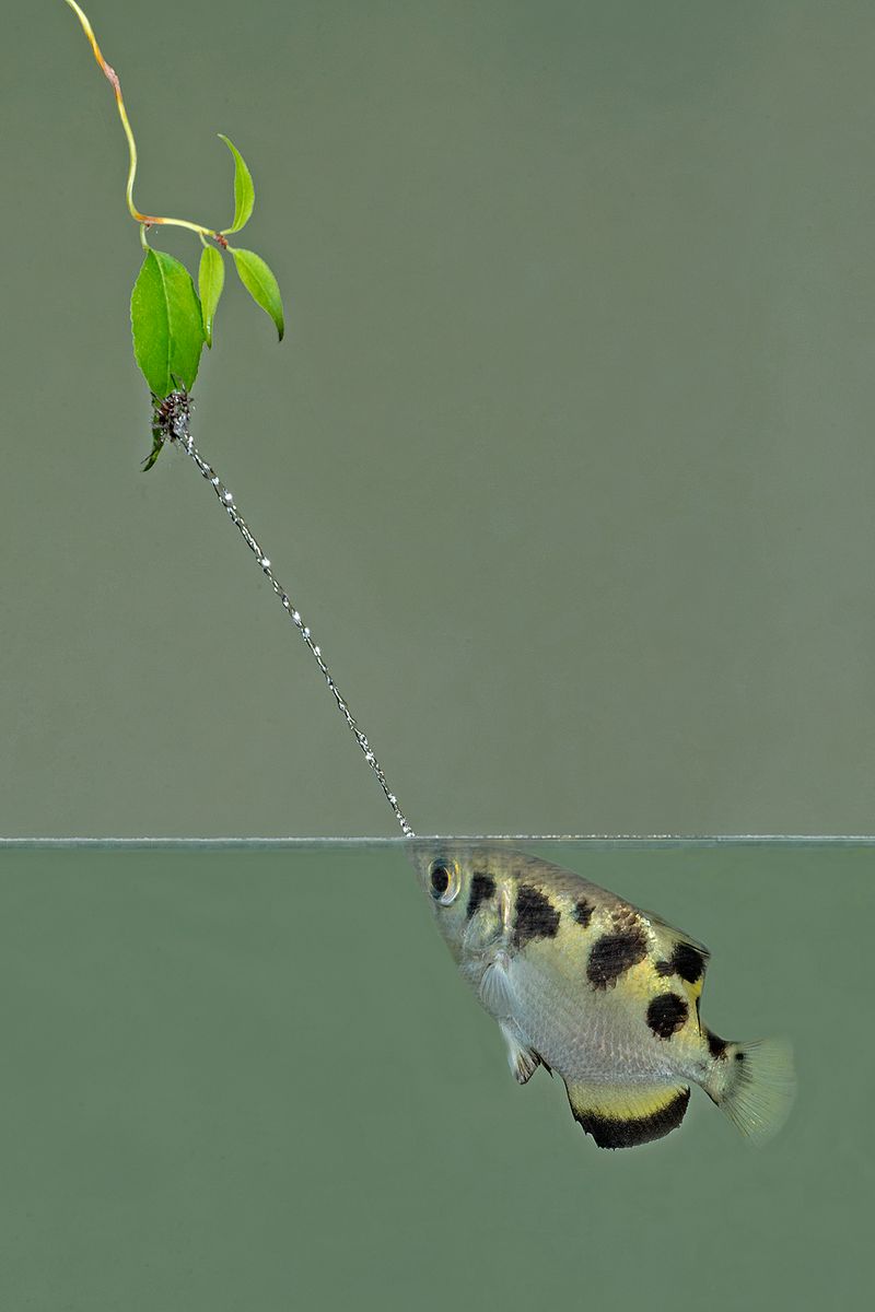 Archerfish: Precision Shooter