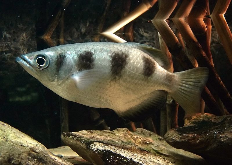 Archerfish Precision