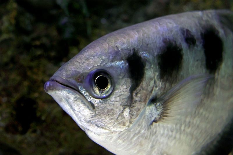 Archerfish Shooting