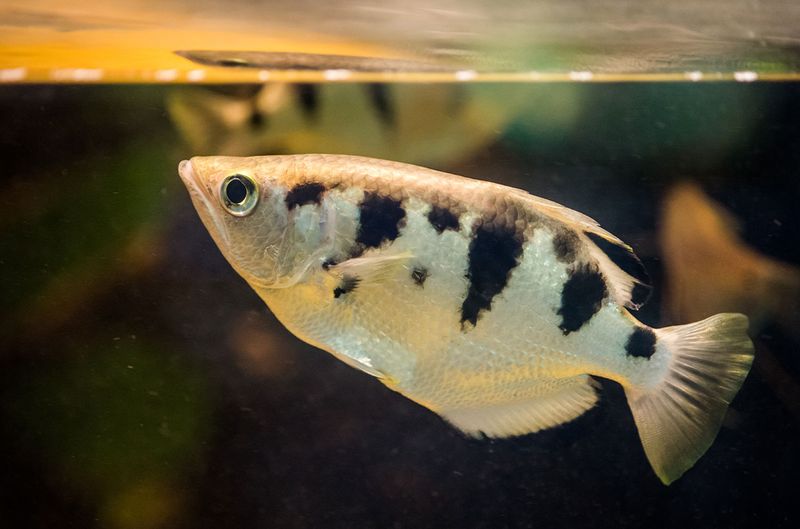 Archerfish