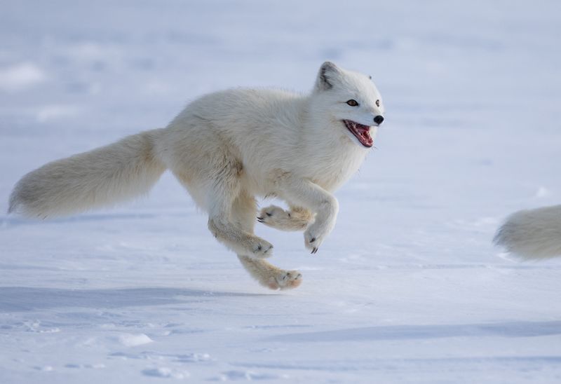 Arctic Fox