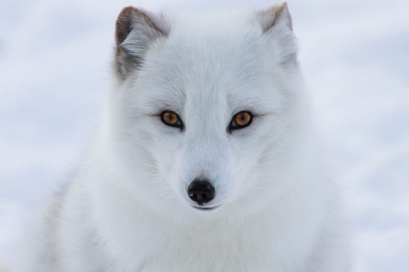 Arctic Fox