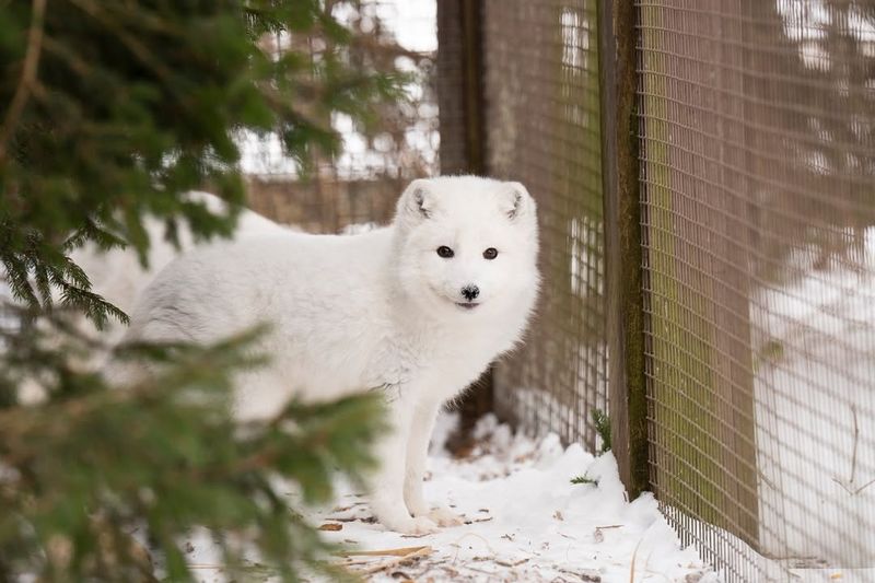 Arctic Fox