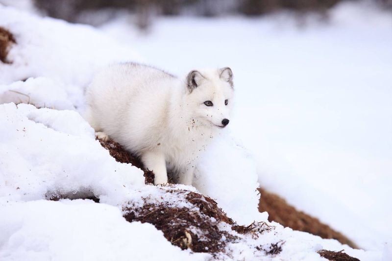 Arctic Fox