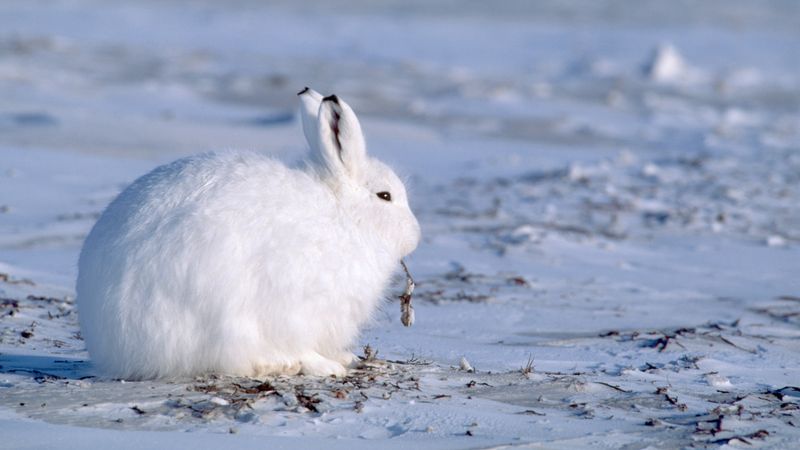 Arctic Hare