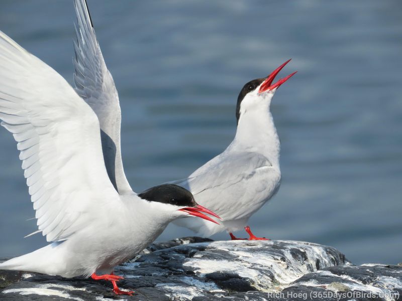 Arctic Tern