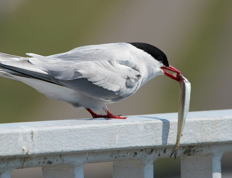 Arctic Tern