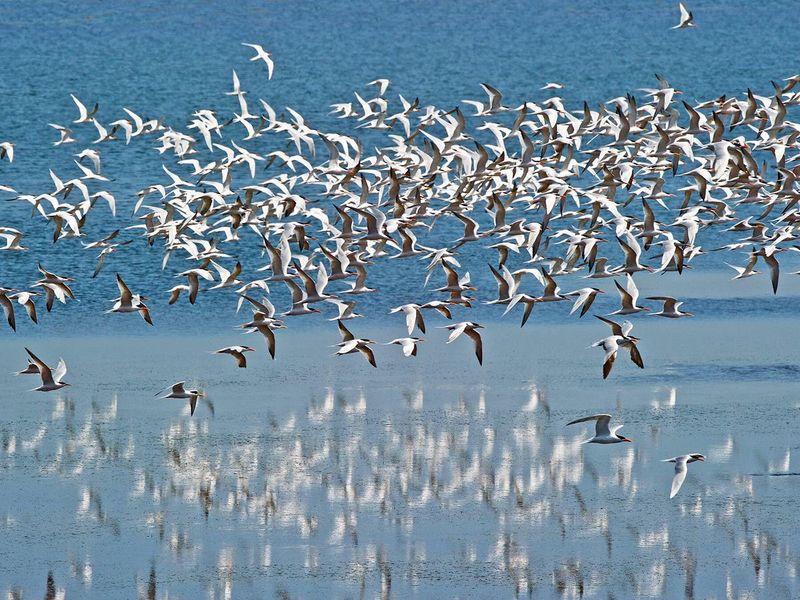 Arctic Tern Migration