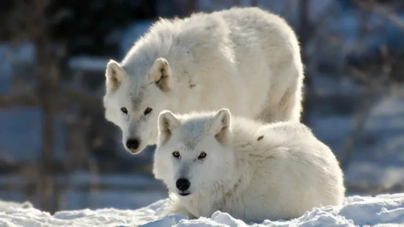 Arctic Wolf