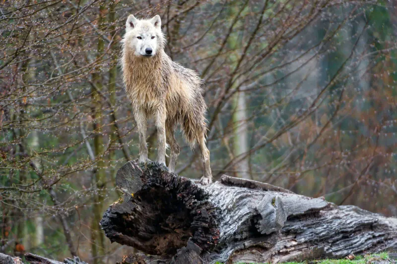 Arctic Wolf