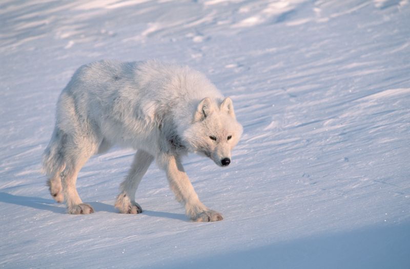 Arctic Wolf