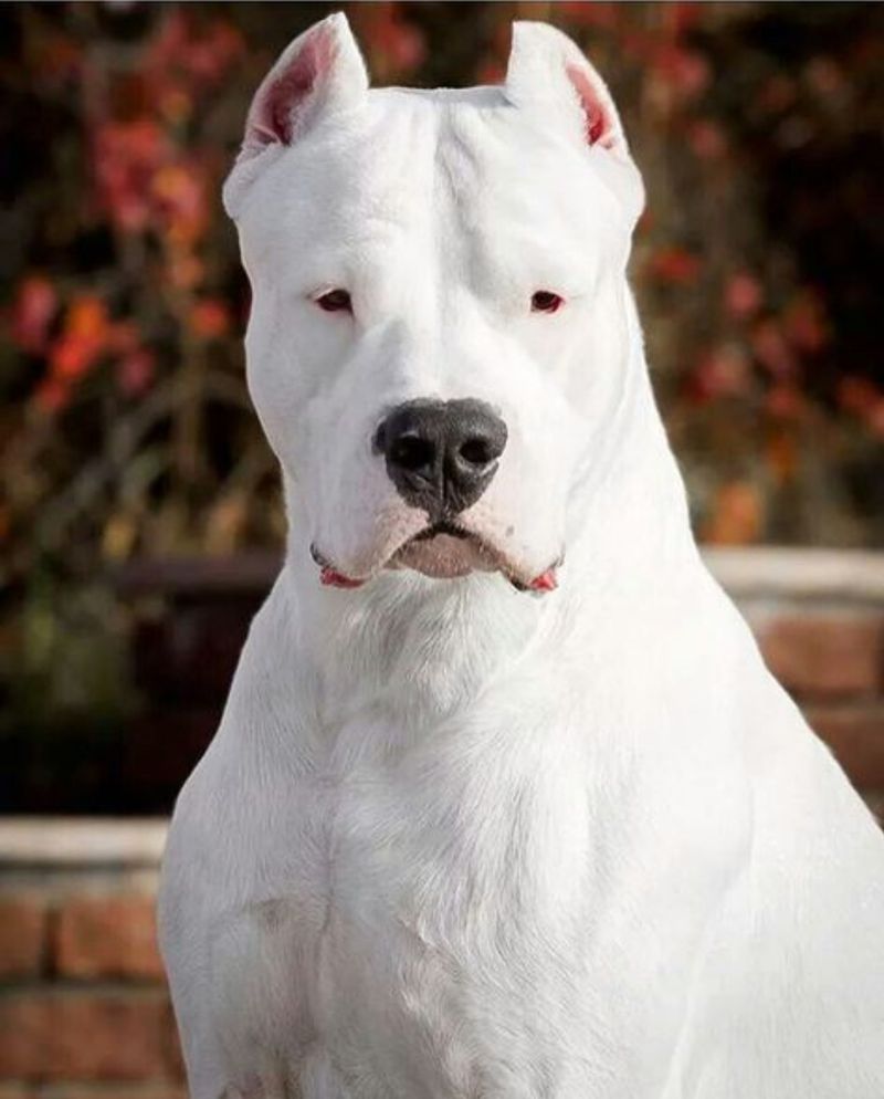 Argentine Dogo