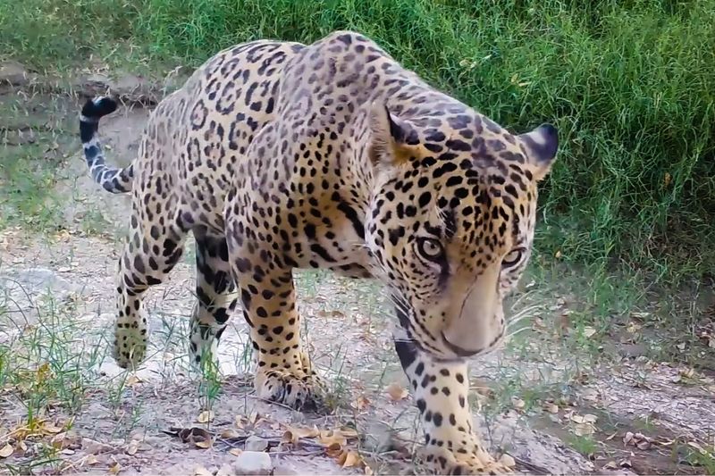 Arizona's Jaguar Corridors