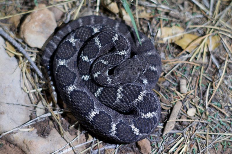 Arizona Black Rattlesnake