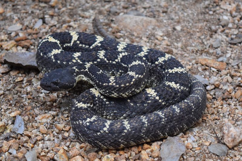 Arizona Black Rattlesnake