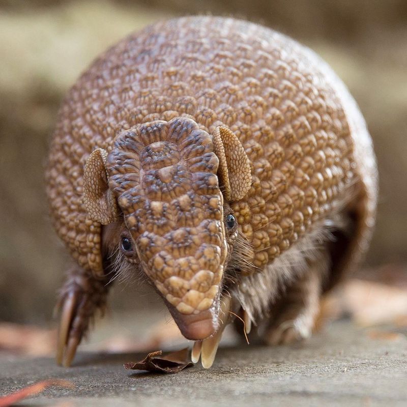 Armadillo