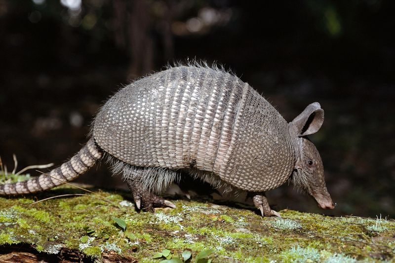 Armadillo's Armor