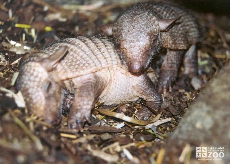 Armadillo