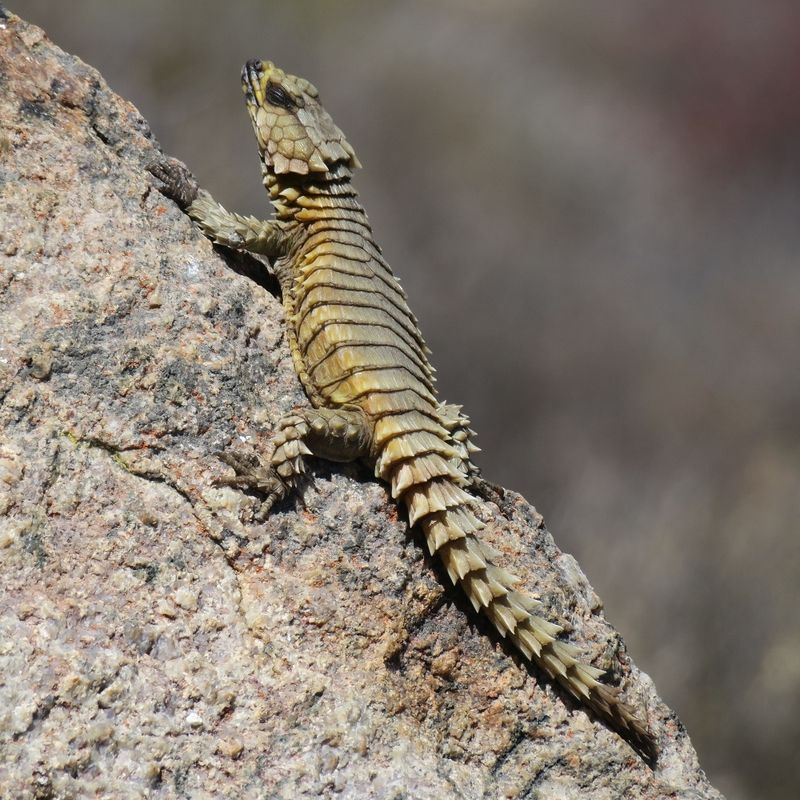 Armadillo Lizard