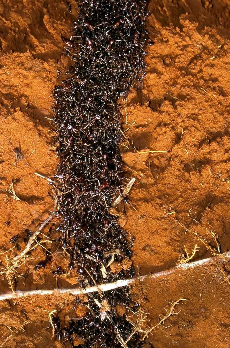 Army Ants