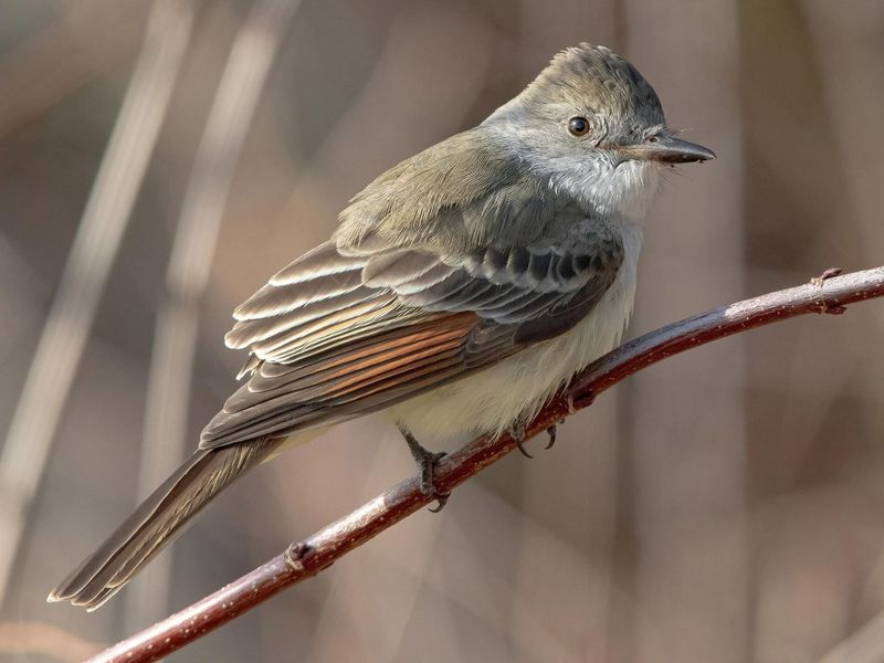 Ash-throated Flycatcher