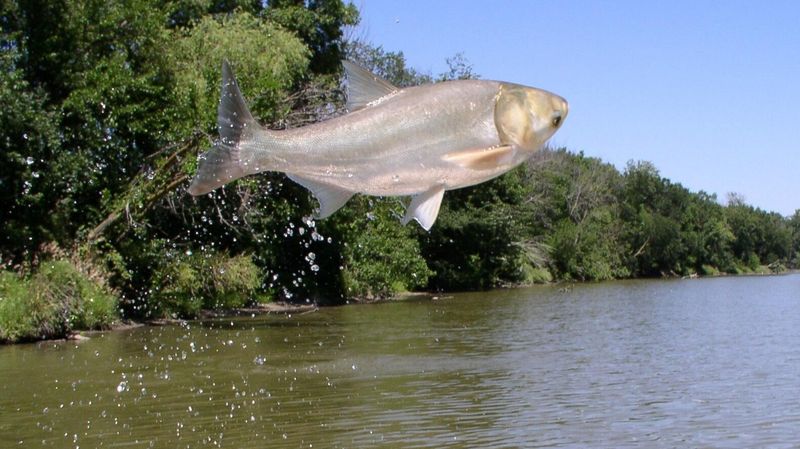 Asian Carp