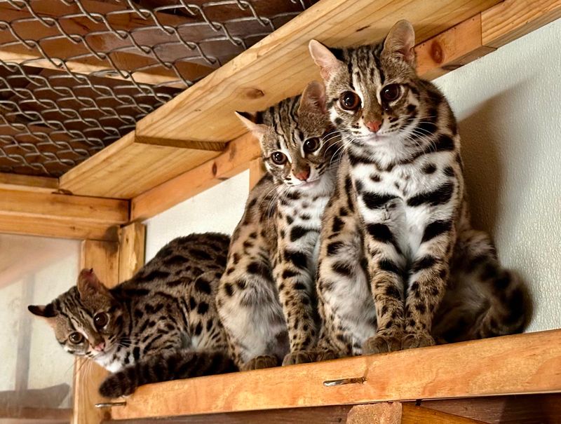 Asian Leopard Cat