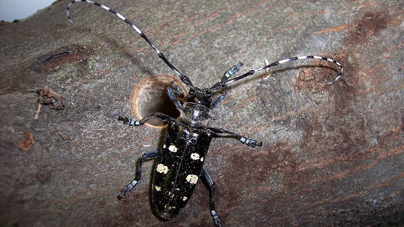 Asian Longhorned Beetle