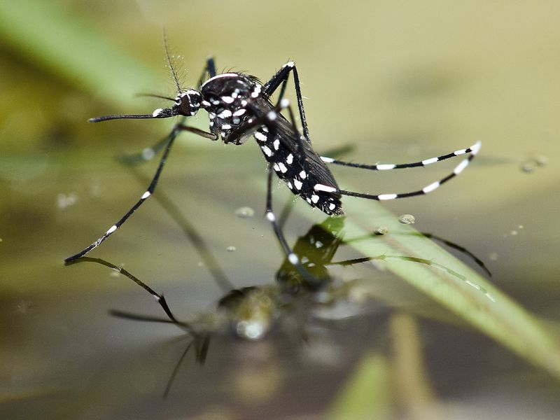 Asian Tiger Mosquito