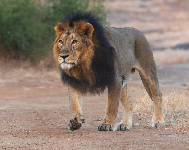 Asiatic Lion