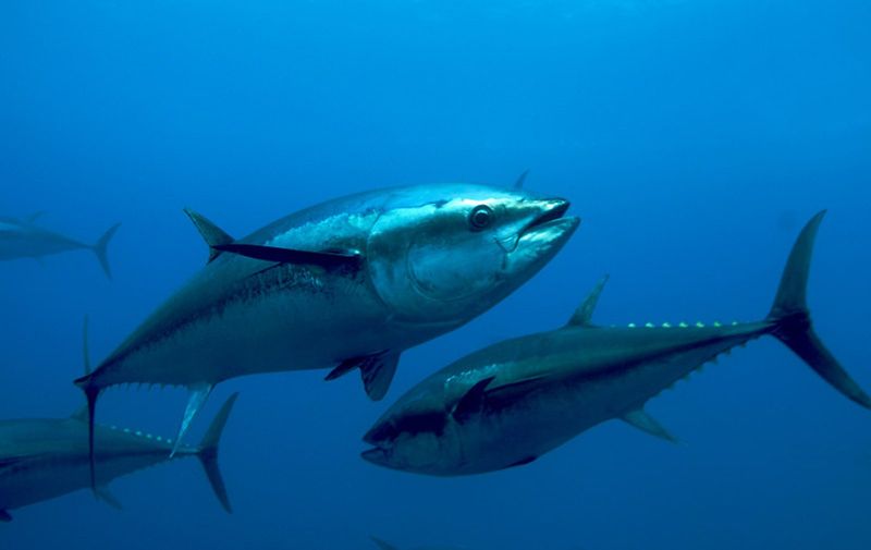 Atlantic Bluefin Tuna