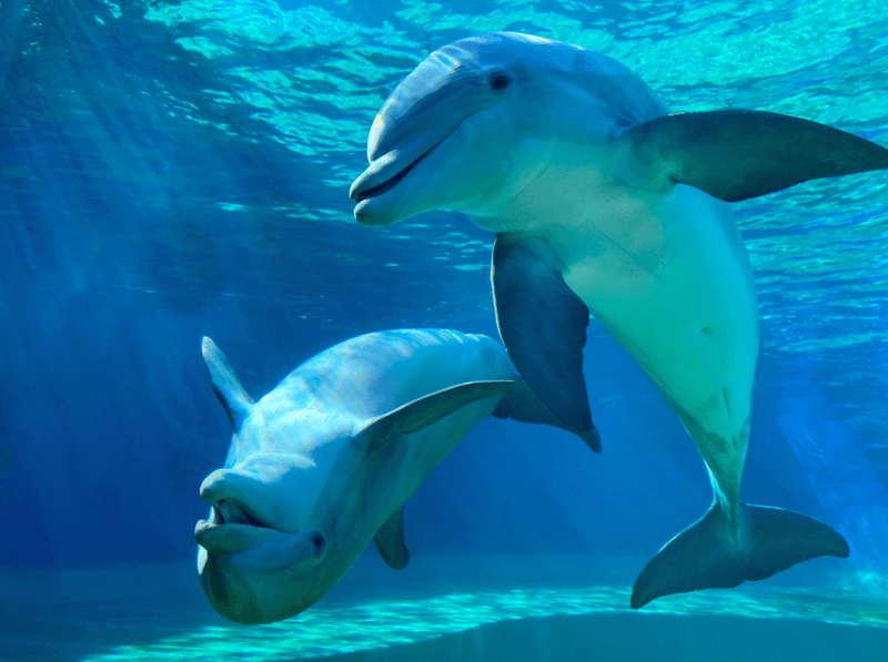 Atlantic Bottlenose Dolphin