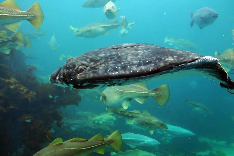 Atlantic Halibut