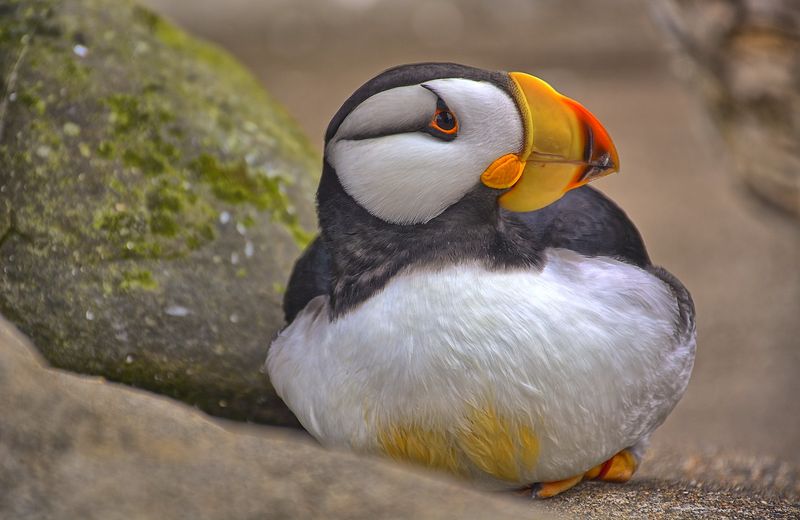 Atlantic Puffin