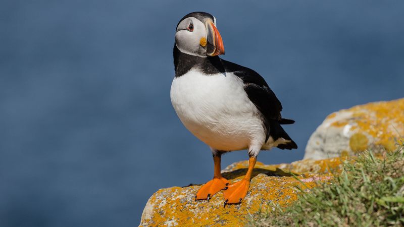 Atlantic Puffin