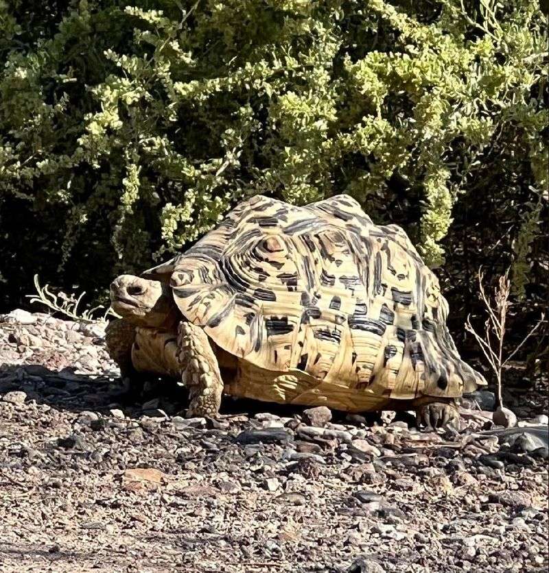 Atlas the Leopard Tortoise