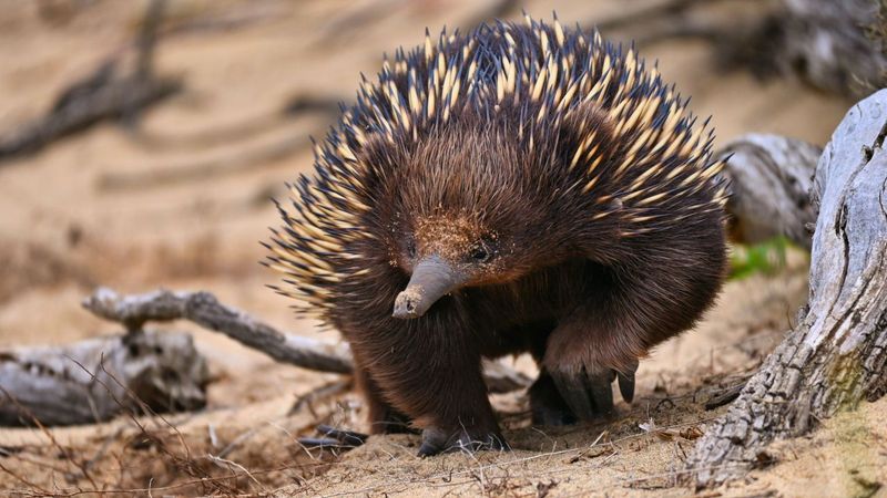 Attenborough's long-beaked echidna