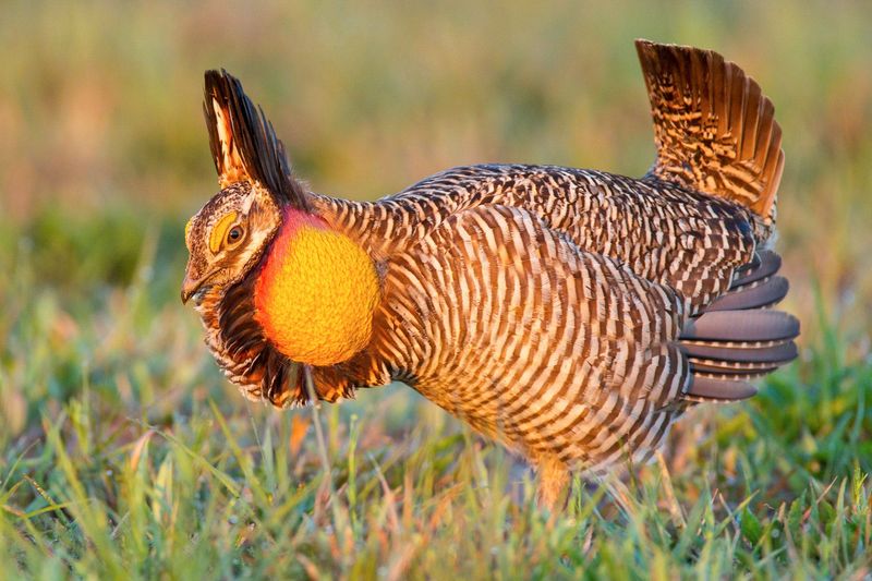 Attwater's Prairie Chicken