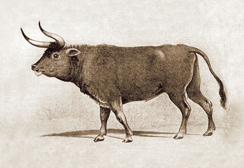 Aurochs