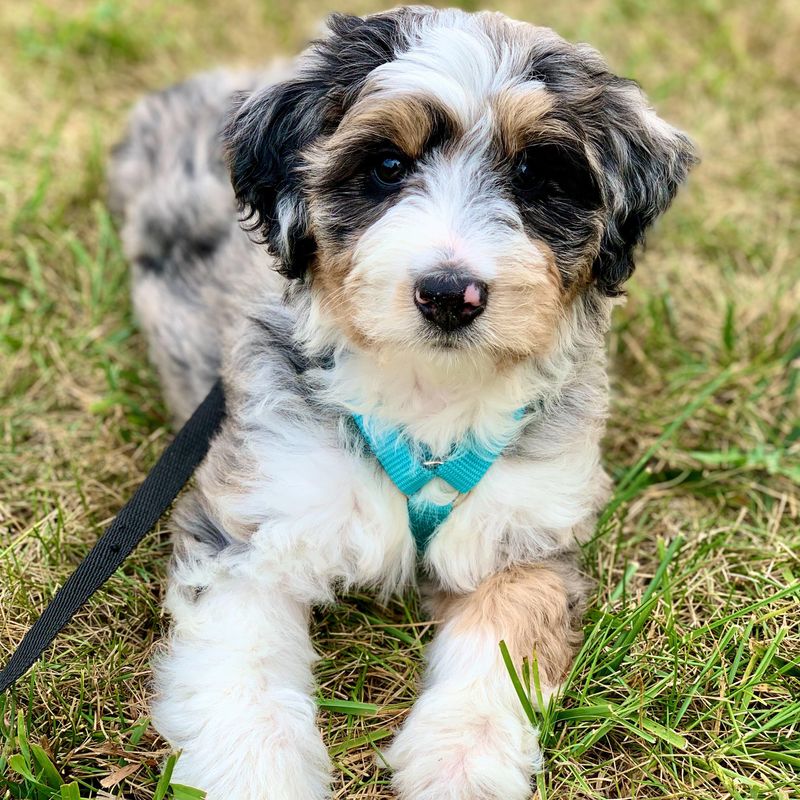 Aussiedoodle